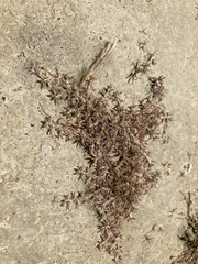 Leptinella maniototo