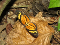 Eresia eunice mechanitis