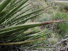 Yucca treculiana