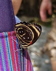 Callicore texa titania