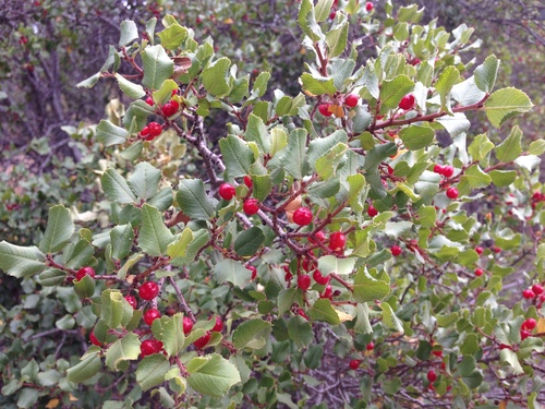 iNaturalist observation photo of hollyleaf redberry