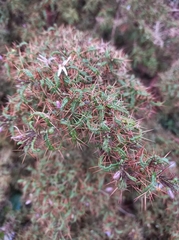 Solanum polyacanthos