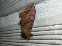 Eudocima serpentifera