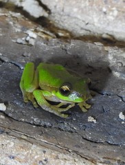 Ranoidea pearsoniana