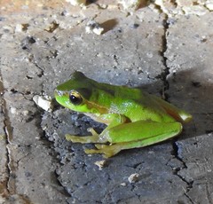 Ranoidea pearsoniana