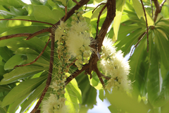 Barringtonia calyptrata