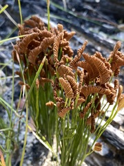Schizaea bifida