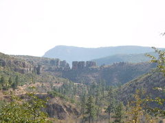 Quercus emoryi