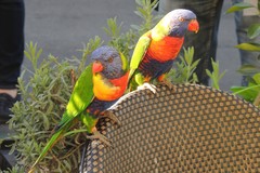 Trichoglossus moluccanus