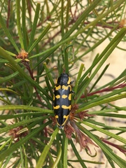 Cyrioides imperialis