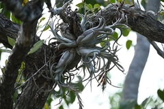 Tillandsia paucifolia