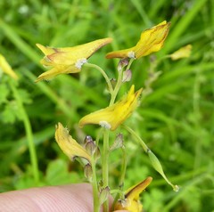 Corydalis longipes