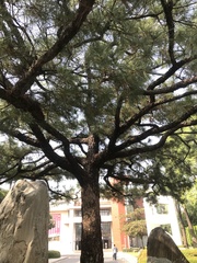 Pinus luchuensis