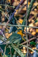 Erithacus rubecula
