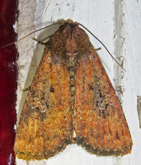 Condica sutor