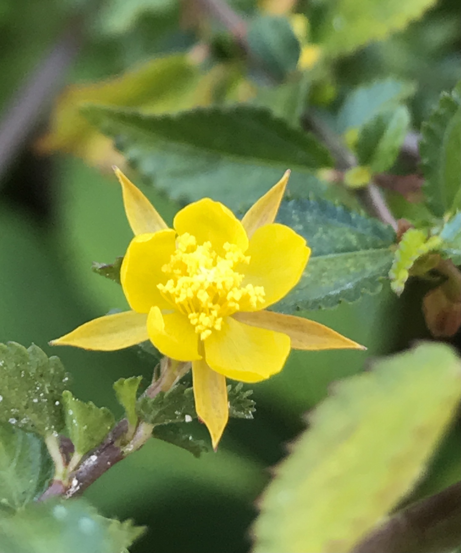 Corchorus siliquosus