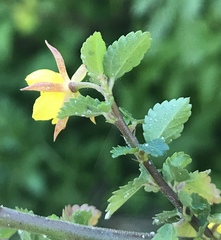 Corchorus siliquosus