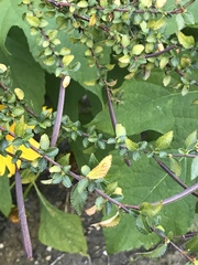 Corchorus siliquosus