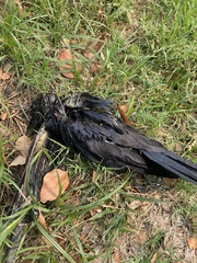 Corvus brachyrhynchos