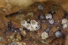 Chthamalus antennatus