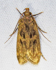 Martyringa ravicapitis