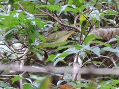 Phylloscopus ricketti