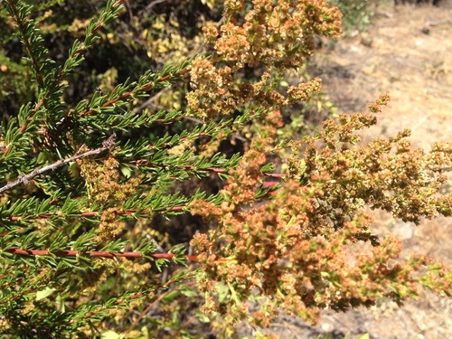iNaturalist observation photo of chamise