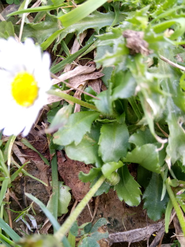 Bellis perennis