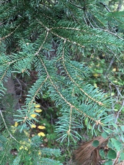 Picea glauca densata