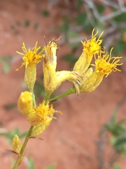 Solidagininae