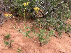 Solidagininae