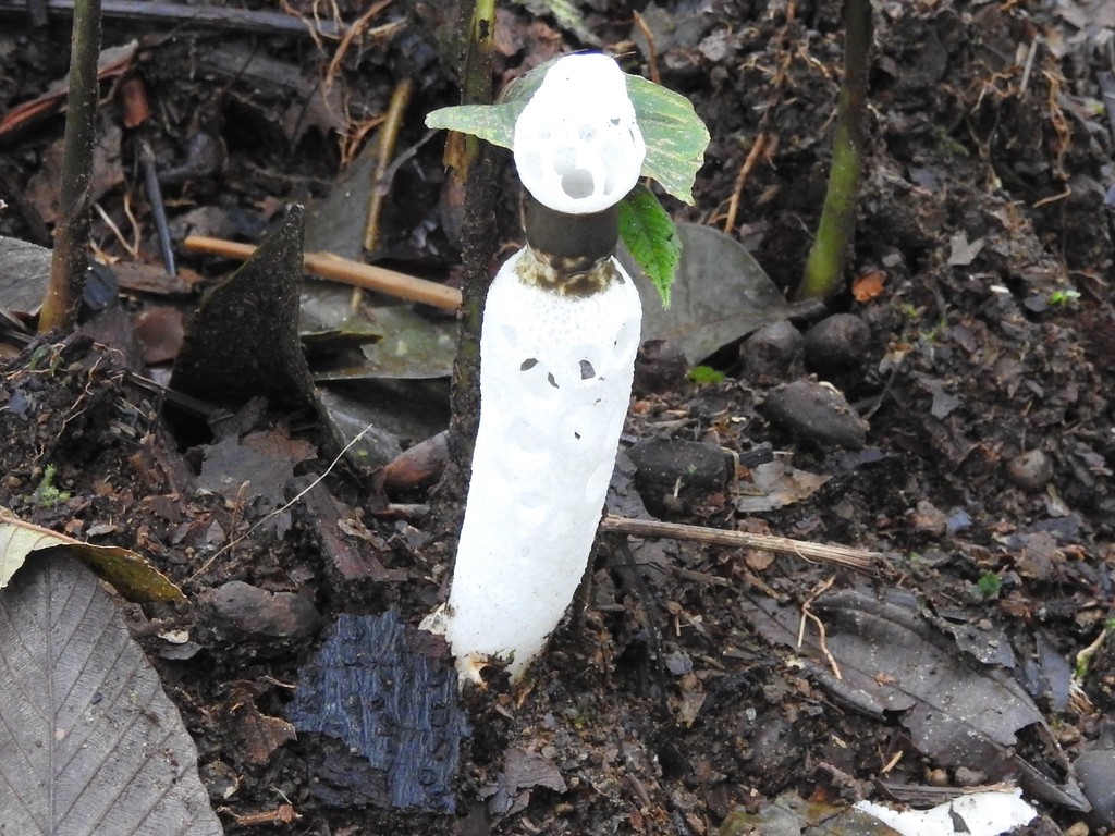 Staheliomyces cinctus · March 2019 · photo: © ziggypop74 (iNaturalist, cc-by)