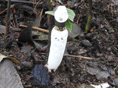 Staheliomyces cinctus