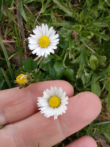 Bellis perennis
