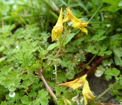Corydalis longipes