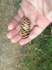 Picea glauca densata