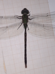 Triacanthagyna caribbea