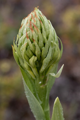 Chloraea cylindrostachya