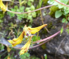 Corydalis longipes