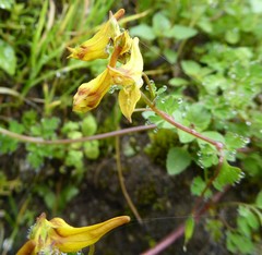 Corydalis longipes