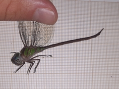 Triacanthagyna caribbea