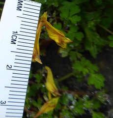 Corydalis longipes