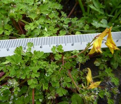 Corydalis longipes