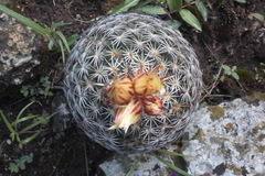 Coryphantha retusa