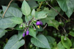 Solanum dulcamara