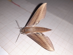 Xylophanes tersa