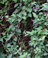 Solanum dulcamara