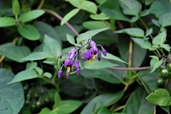 Solanum dulcamara