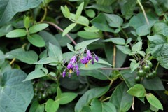 Solanum dulcamara