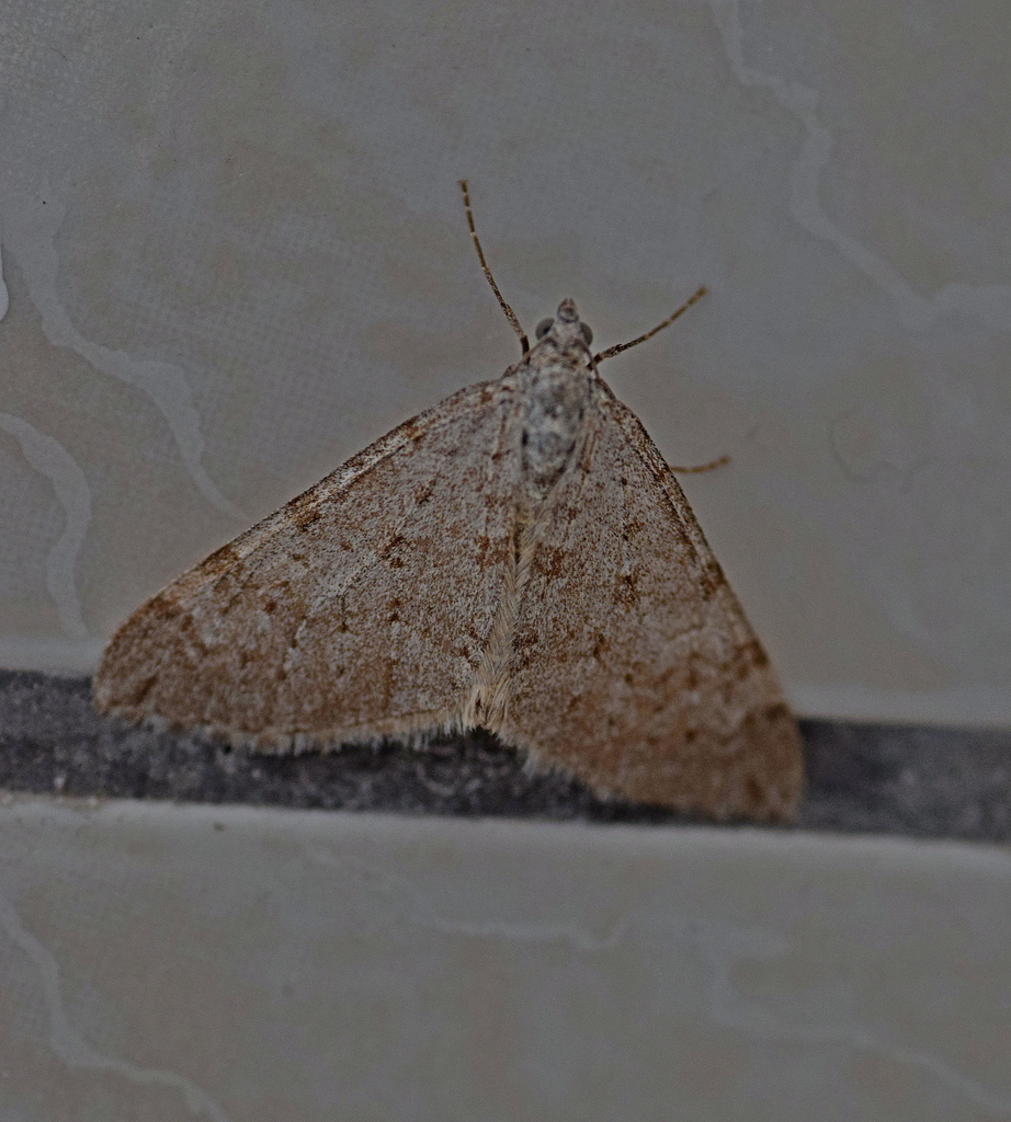 Aplocera simpliciata